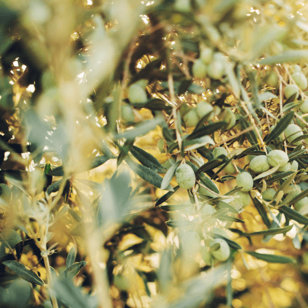 Polyphenole in Olivenöl
