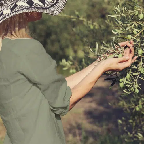 Gesundheit, die man schmeckt: Die Rolle der Polyphenole im Olivenöl