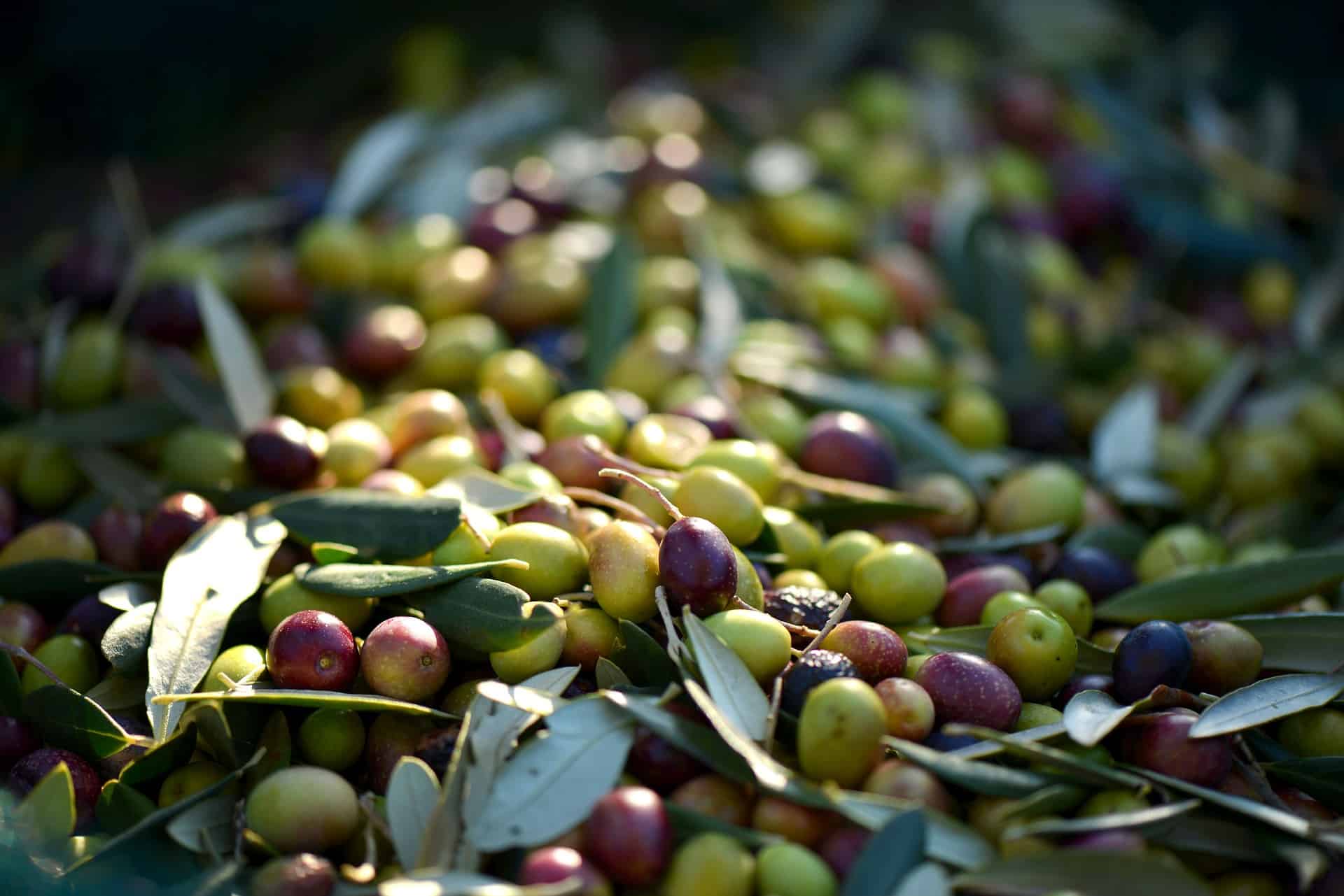 Haltbarkeit Olivenöl