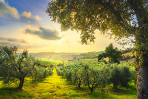Olivenöl Plantage