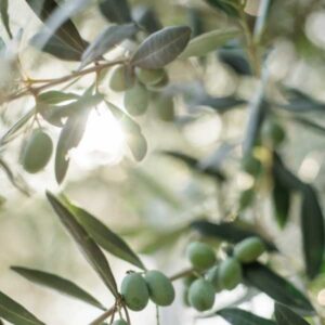 Polyphenole im Olivenöl