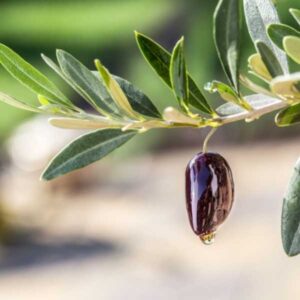 Geschenkkorb mit Olivenöl