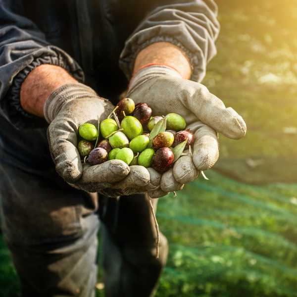 Frisches Olivenöl aus der Ernte 2023